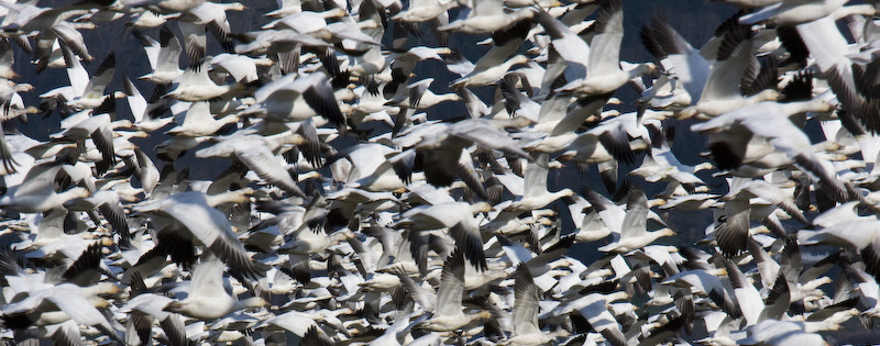 Snow Geese In Flight